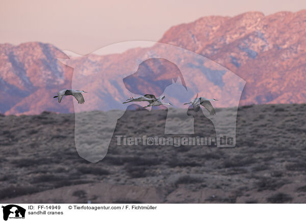 Kanadakraniche / sandhill cranes / FF-14949