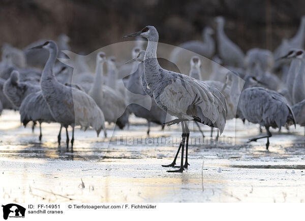 Kanadakraniche / sandhill cranes / FF-14951