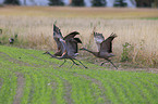 sandhill cranes