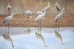 sandhill cranes