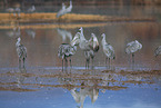 sandhill cranes