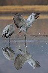 sandhill cranes