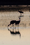 sandhill cranes