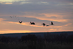 sandhill cranes