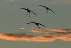 sandhill cranes