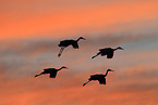 sandhill cranes