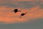 sandhill cranes