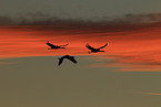 sandhill cranes