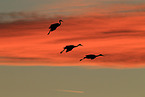 sandhill cranes