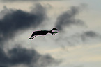 sandhill crane