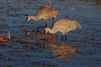 sandhill cranes