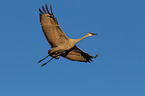 sandhill crane