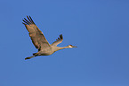 sandhill crane