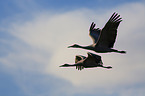 sandhill cranes