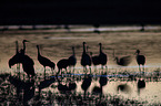 sandhill cranes