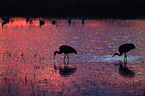 sandhill cranes