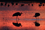 sandhill cranes