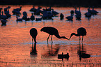 sandhill cranes