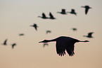 sandhill cranes