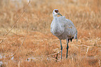 sandhill crane