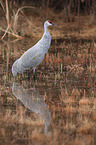 sandhill crane