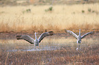 sandhill cranes