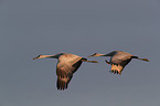 sandhill cranes