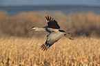 sandhill cranes