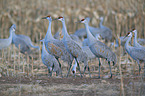 sandhill cranes