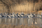 sandhill cranes