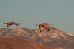 sandhill cranes