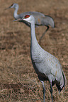 sandhill cranes