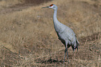 sandhill crane