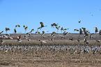 sandhill cranes