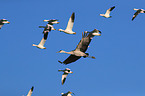 sandhill crane