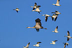 sandhill crane