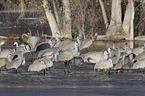 sandhill cranes