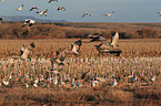 sandhill cranes