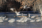 sandhill cranes