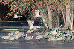 sandhill cranes