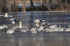 sandhill cranes