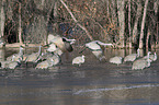 sandhill cranes