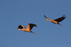 sandhill cranes