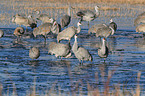 sandhill cranes