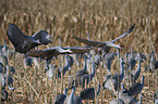 sandhill cranes