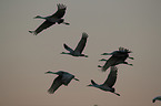 sandhill cranes