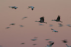 sandhill cranes