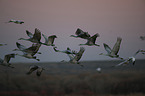 sandhill cranes