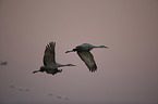 sandhill cranes