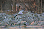 sandhill cranes